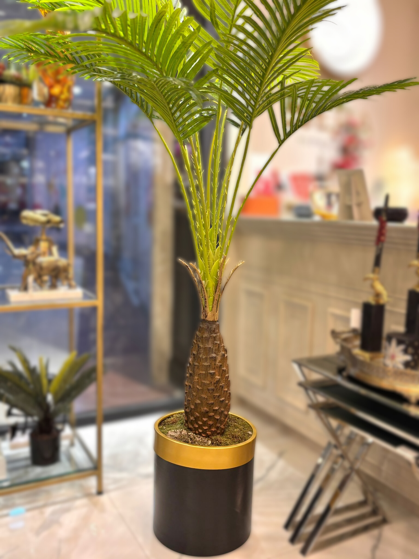 Areka Kisa Ağaç ve Saksı