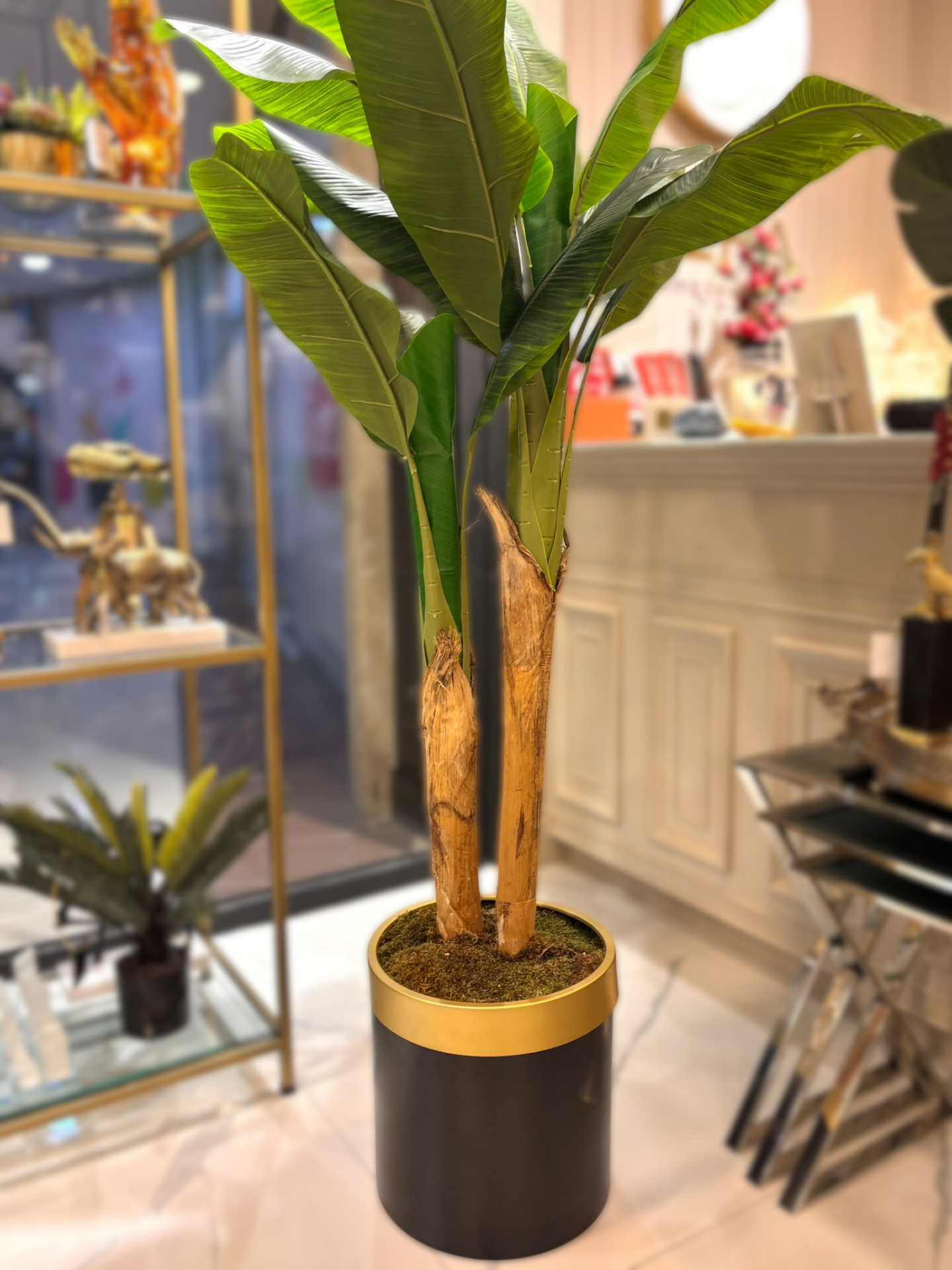 İkili Muz Ağaç ve Saksı